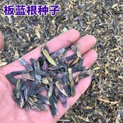 春播大叶板蓝根种子中药材种苗大青根大青叶种籽菘蓝籽优