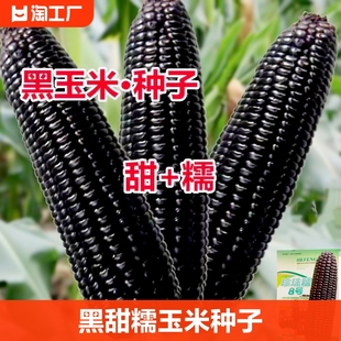 黑甜糯玉米种子珍珠糯8号玉米种籽水果玉米种孑非转基因四季种植