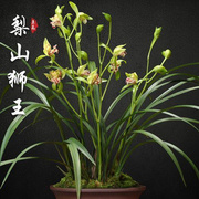 带花苞梨山狮王四季兰奇花建兰花，大浓香花如翠玉