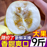 云南郁金香瓜9斤新鲜水果小蜜蜂甜瓜，蜜瓜蜜罐网纹哈密瓜应季现摘