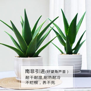 芦荟盆栽美容可食用室内净化空气植物办公室，桌面好养易活绿植