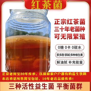 正宗红茶菌菌种传统原瓶老胃宝养胃护胃海宝菌母菌种醋蛾子康普茶