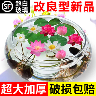 水培玻璃花盆透明碗莲荷花，铜钱草盆缸养睡莲的专用花盆鱼缸植物器