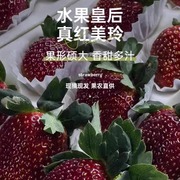 新鲜日本引种真红美玲黑草莓黑珍珠草莓礼盒装，大草莓节日送礼