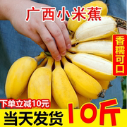 正宗广西小米蕉香蕉新鲜10水果整箱斤当季小香蕉粉蕉自然熟苹果蕉