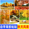 秋天风景海报装饰画红叶森林，树木落叶图片自然，山水客厅墙贴壁画
