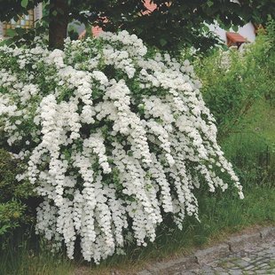 小手球花苗阳台庭院菱叶绣线菊苗珍珠梅花苗花园观赏花卉植物树苗