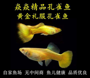 黄金礼服孔雀鱼缎带，体进口凤尾鱼，孕母小型热带观赏鱼稀有