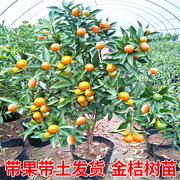脆皮金桔带果盆栽树苗四季果树可食用橘子苗脆皮金橘室内常绿