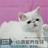 纯种活体宠物加菲猫异国长毛猫，纯白色加菲幼猫家养包健康(包健康)x