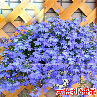 六倍利花种子盆栽，垂吊半边莲翠蝶花种子，蓝色阳台吊兰花籽