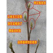 盆栽矮化嫁接玉兰苗紫玉兰花树苗红白黄玉兰南北方种耐寒花卉植物