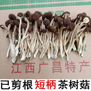 江西广昌半野生不开伞茶树菇，新鲜蘑菇短柄，细嫩茶薪菇香菇干货500g