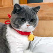 猫咪项圈无声铃铛，可爱编织蓝白猫项链配饰脖子，饰品宠物脖圈装饰