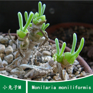 小兔子碧光环兔耳朵10粒+ Monilaria moniliformis六六多肉种子