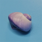 紫螺天然稀有海螺贝壳，紫色海螺壳标本收藏微景观，造景装饰
