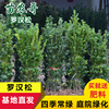 日本罗汉松树苗有氧常绿庭院绿植花卉净化空气防辐射盆栽庭院植物