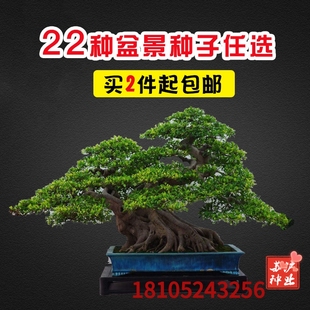 盆景花种子室内阳台花卉，四季植物罗汉松，红枫榆树榕树腊梅盆栽种子