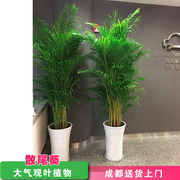 成都大型会场散尾葵盆栽植物凤尾竹办公室净化空气观叶绿植花卉