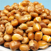 米梓乡老式传统原味玉米粒香酥脆不加糖哑巴豆炒包谷豆爆米花