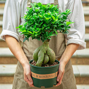 榕树盆栽室内阳台植物造型老桩绿植，室外树苗人参，榕小叶金钱榕盆景