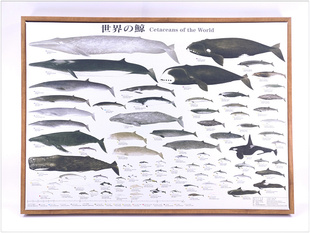 现代简约世界鲸鱼海豚鲨鱼图谱客厅房间卧室挂画壁画无框画装饰画