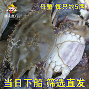 梭子蟹鲜活海飞蟹飞蟹新鲜海蟹渤海海鲜母蟹约4~5两/只渔夫老六