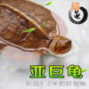 亚洲巨型龟亚巨乌龟观赏种龟苗草龟，大型素食吃蔬菜水果半水龟宠物