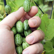 拇指西瓜种子四季盆栽蔬菜种子母指西瓜种籽农家迷你有机蔬菜种孑