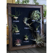 空气凤梨相框装饰画24寸寸带植物一起少量喷水即可，联系客服