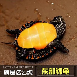 东锦龟红腹西锦龟鱼缸混养网红小乌龟，活物宠物观赏龟苗火焰吃粪龟