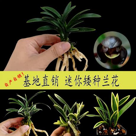 黑花