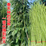 垂柳豆角种子肉厚菜豆豇豆青豆角，白家庭(白家庭，)四季种籽春夏秋季蔬菜种苗