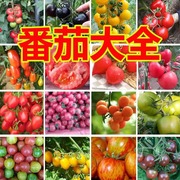 番茄大全四季小番茄种子圣女果樱桃西红柿盆栽农家春季水果蔬菜种