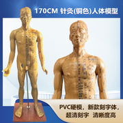 人体针灸模型针灸铜人模型，穴位铜人人体经络，模型(铜色)178cm