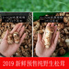 小金松茸新鲜野生5-7cm500g非香格里拉雅江蘑菇菌现采现发