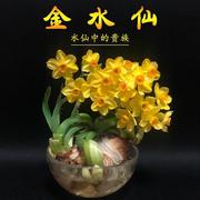 金水仙—水仙中的贵族漳州黄金水仙花种球冬季花卉种子洋