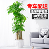 发财树盆栽大客厅室内植物，武汉同城开业乔迁办公室步步高大型绿植
