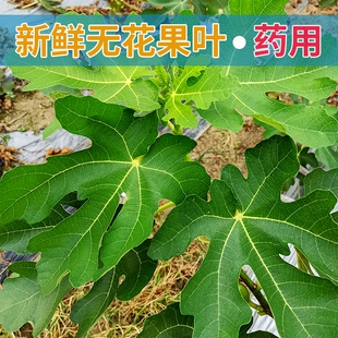 新鲜无花果叶子药用zhi疮熏洗现摘现发树叶500g保鲜产后坐浴