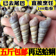 海鲜水产贝类钉螺鲜活海螺新鲜钉螺野生海螺丝连云港特产去尾钉螺