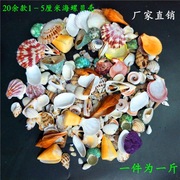 天然贝壳混装海螺珊瑚鱼缸装饰品水族造景微景观地中海海星摆件