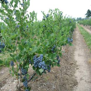 钱德勒蓝莓苗盆栽地栽蓝梅树苗四季南北方种植带原土当年结果
