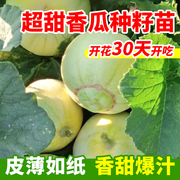 日本甜宝甜瓜种籽绿宝石甜瓜，羊角蜜子香瓜西瓜，苗蔬菜苗秧南方种植