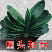 圆头和尚君子兰盆栽带花苞老苗，大小苗四季花卉，植物室内花绿植好养