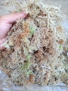 新鲜天然大花粗水苔白绿色或白黄色水苔藓蝴蝶兰石斛专用透气