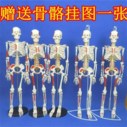 小白全身可拆卸45cm85cm人体骨骼，模型骨架脊椎，脊柱腰椎肌肉骷髅
