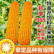 玉米种籽高产杂交郑单958种子孑早熟饲料，四季大田大审种