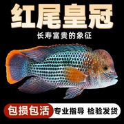 鱼缸红尾鱼活体玉面鱼，起头活鱼蓝面财神，中大型热带观赏鱼