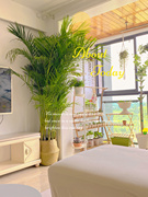 散尾葵大型绿植盆栽，凤尾竹室内客厅吸甲醛植物，四季常青夏威夷竹