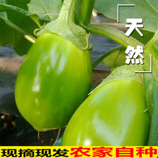 东北特产大绿茄子农家自种新鲜现摘绿皮茄子生吃青茄蔬菜 5斤
